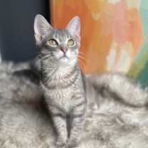 Thumbnail photo of Gravy #3