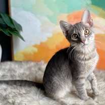 Thumbnail photo of Gravy #4