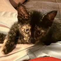 Thumbnail photo of Emerson #1