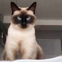 Thumbnail photo of Mia #3