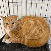 Thumbnail photo of Caesar  #1