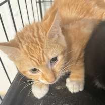 Thumbnail photo of Caesar  #2