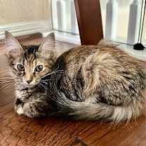 Thumbnail photo of Saeris #1