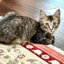 Thumbnail photo of Osha #1