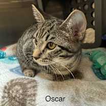 Thumbnail photo of Oscar #1