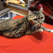 Thumbnail photo of Ginger #3