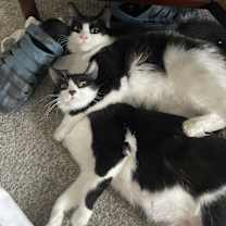 Thumbnail photo of Buddy #1