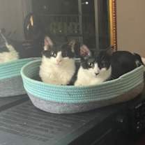 Thumbnail photo of Buddy #2