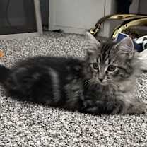 Thumbnail photo of Tyler #4