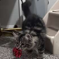 Thumbnail photo of Gracie #3