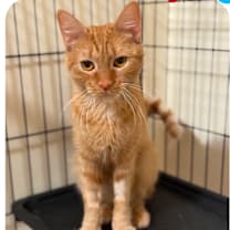 Thumbnail photo of Beatrice #2