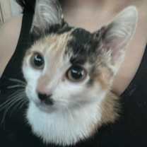 Thumbnail photo of Nova #1