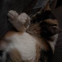 Thumbnail photo of Nova #2