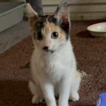 Thumbnail photo of Nova #4