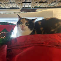 Thumbnail photo of Magnolia #2