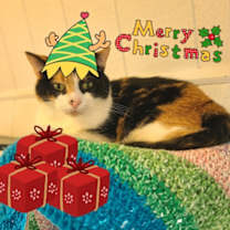 Thumbnail photo of Magnolia #3