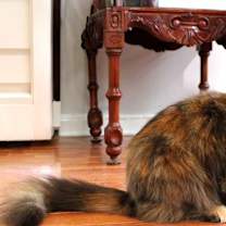 Thumbnail photo of Gigi #2