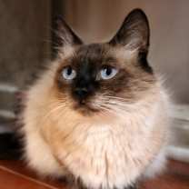 Thumbnail photo of Lily #2