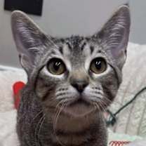 Thumbnail photo of Kimchi #1