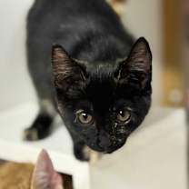 Thumbnail photo of Shiver #2