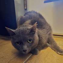 Thumbnail photo of Bella #2