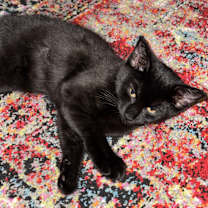 Thumbnail photo of Chaya #1