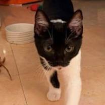 Thumbnail photo of MooMoo - Petsmart Plantation Foster Home #1