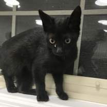 Thumbnail photo of Sashi #2