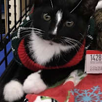 Thumbnail photo of Apple #1