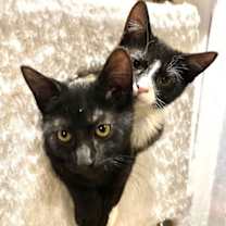 Thumbnail photo of Moonlight and Midnight #1