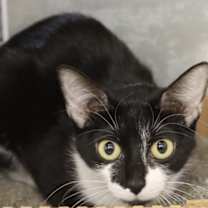 Thumbnail photo of Nona #1