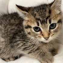 Thumbnail photo of Reeces #1