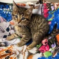 Thumbnail photo of Reeces #2