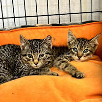 Thumbnail photo of Branson #2