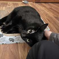 Thumbnail photo of Onyx #3