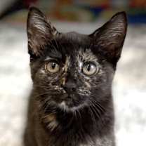 Thumbnail photo of Holly #1