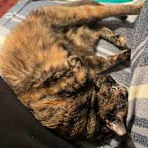 Thumbnail photo of Juliet #2