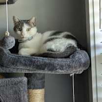 Thumbnail photo of Alloy #4