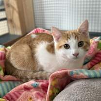 Thumbnail photo of PESTO #1