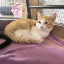 Thumbnail photo of PESTO #3