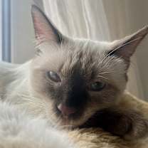 Thumbnail photo of Suki #4