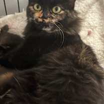 Thumbnail photo of Misty #3