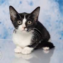 Thumbnail photo of Zoey #2