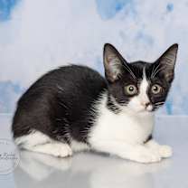 Thumbnail photo of Zoey #3