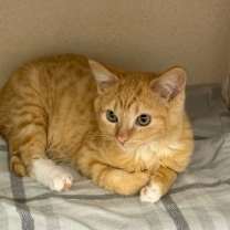 Thumbnail photo of Kepri #1