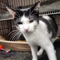 Thumbnail photo of Heartthrob #1