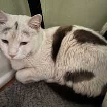 Thumbnail photo of Sweet Alyssum #2