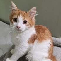 Thumbnail photo of Mycroft #3