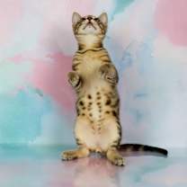 Thumbnail photo of Clyde #4