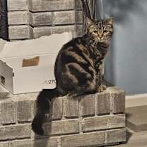 Thumbnail photo of Cheeta #1